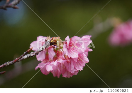 日本で一早く春の訪れを告げる琉球桜の開花 日本で一早く春の訪れを告げる琉球桜の開花 110309622