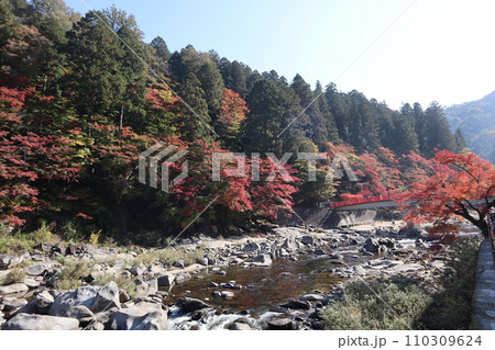 紅葉に包まれる秋の山寺 香嵐渓 紅葉 紅葉狩り 紅葉 もみじ 散策 豊田市 豊田市足助町 巴川 紅葉に包まれる秋の山寺 香嵐渓 紅葉 紅葉狩り 紅葉 もみじ 散策 豊田市 豊田市足助町 巴川 110309624