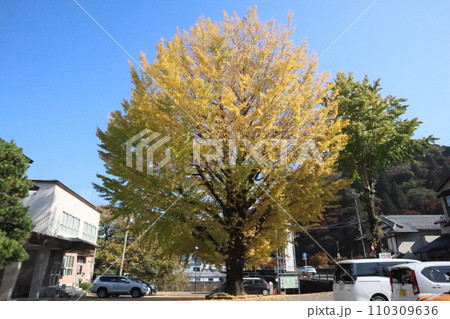 紅葉に包まれる秋の山寺　香嵐渓　紅葉　紅葉狩り　紅葉　もみじ　散策　豊田市　豊田市足助町　巴川 110309636