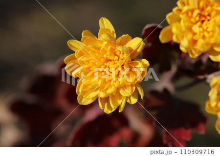 秋の庭に咲くオレンジ色のスプレーギクの花 110309716