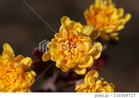 秋の庭に咲くオレンジ色のスプレーギクの花 110309717