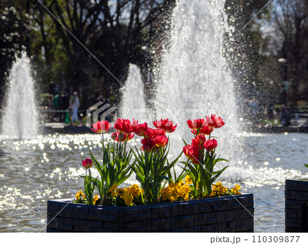 冬の晴れた日　公園の噴水広場に咲くアイスチューリップ（東京都台東区・上野恩賜公園） 110309877