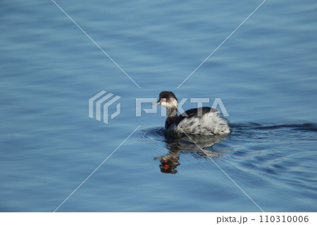 赤い瞳で水面を泳ぐ、冬羽のハジロカイツブリ 110310006
