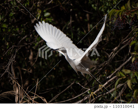 飛び立つ鷺 110310041