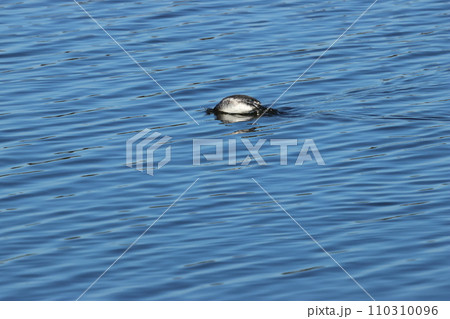 赤い瞳で水面を泳ぐ、冬羽のハジロカイツブリ 110310096