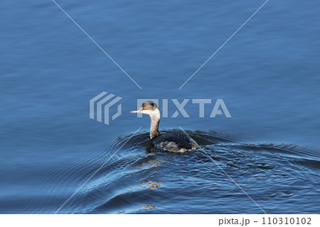 赤い瞳で水面を泳ぐ、冬羽のハジロカイツブリ 110310102