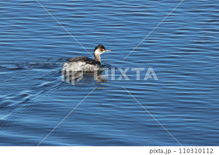 赤い瞳で水面を泳ぐ、冬羽のハジロカイツブリ 110310112