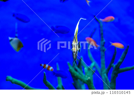 水槽の中を泳ぐ正面から見た熱帯魚 110310145