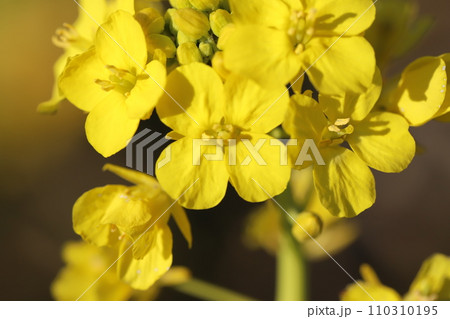 冬の野原に咲く黄色い菜の花 冬の野原に咲く黄色い菜の花 110310195