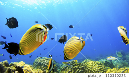 沖縄　阿嘉島のニシハマビーチ　水中撮影 110310228