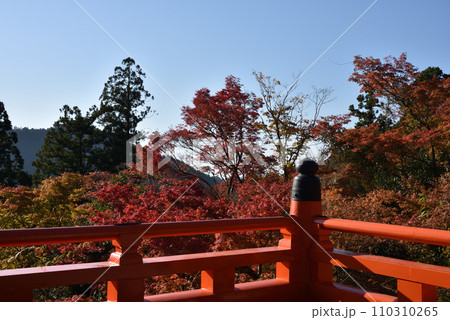 本殿敷地から見たもみじ　鞍馬寺 110310265