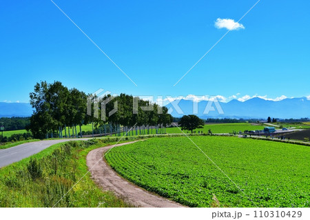 北海道美瑛町　パッチワークの路からのセブンスターの木と十勝岳を望む風景 110310429