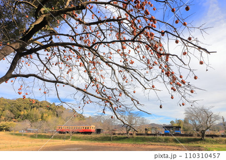 冬の小湊鐵道「飯給駅」柿の実成る里山風景 冬の小湊鐵道「飯給駅」柿の実成る里山風景 110310457
