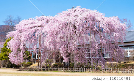 杵原学校の枝垂れ桜 杵原学校の枝垂れ桜 110310491