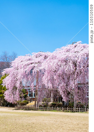 杵原学校の枝垂れ桜 110310509