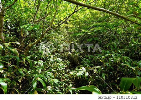 和賀岳稜線の登山道藪漕ぎ地帯 110310812