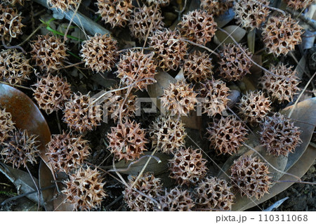 収穫したすずかけの実 110311068