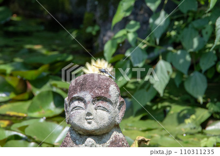 小堀遠州作庭　岡山県高梁市　頼久寺スイレンの池そばのわらべ地蔵に停まるシオカラトンボ 110311235