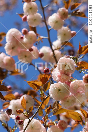 フゲンゾウ　普賢象　八重咲の桜　青空背景　クローズアップ 110311295