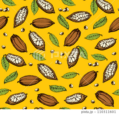 Cocoa Fruits. Vector drawing 110311601