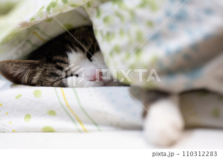 布団の中で眠るきじしろ猫 布団の中で眠るきじしろ猫 110312283