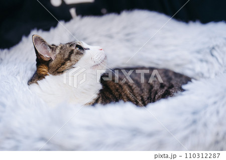 もふもふベッドの中でくつろぐ猫 もふもふベッドの中でくつろぐ猫 110312287