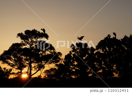 松前城の朝 110312451