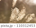 逆光に輝くススキ 110312453