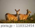 草原に立つ二頭のエゾシカ 110312454