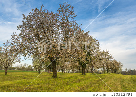 Flowering cherry trees (Prunus avium) on orchard meadow, Switzerland 110312791