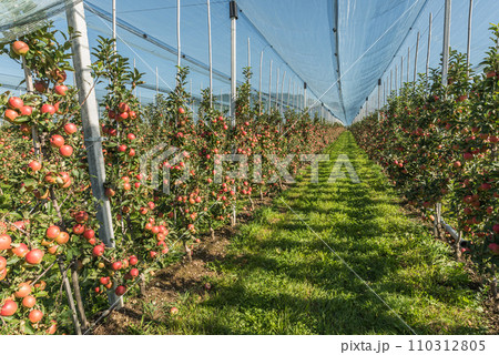 Apple orchard with ripe, red apples (malus domestica), protected by a hail net Apple orchard with ripe, red apples (malus domestica), protected by a hail net 110312805