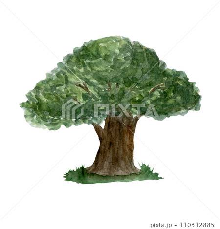 High quality watercolor oak tree illustration isolated on white High quality watercolor oak tree illustration isolated on white 110312885