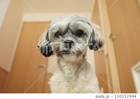 じっと見つめる可愛い犬 じっと見つめる可愛い犬 110312994