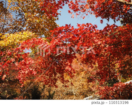 秋の青空と紅葉 秋の青空と紅葉 110313196