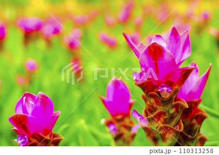 pink flower Wild siam tulips blooming nature background pink flower Wild siam tulips blooming nature background 110313258