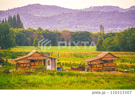 Village farm house  rural house. farmer house blue sky green village hut. 110313307