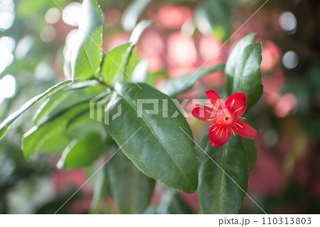 Ochna serrulata or small-leaved plane or carnival ochna 110313803