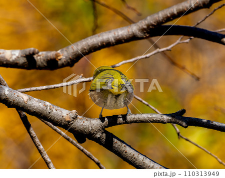 木の枝にとまるメジロの後ろ姿 木の枝にとまるメジロの後ろ姿 110313949