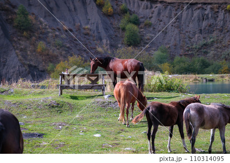Herd of wild horses in the mountains Herd of wild horses in the mountains 110314095