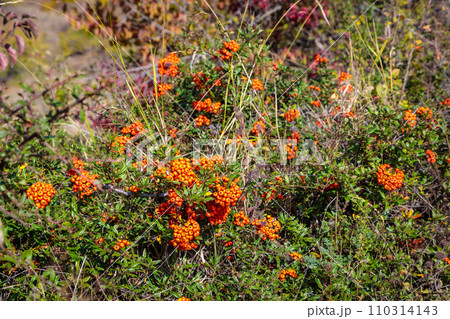 Wild mountain sea buckthorn in bright autumn colors 110314143