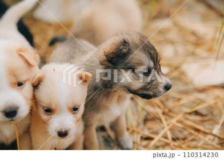 There are many puppies in the forest There are many puppies in the forest 110314230