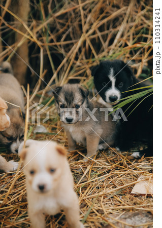 There are many puppies in the forest There are many puppies in the forest 110314241