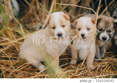 There are many puppies in the forest There are many puppies in the forest 110314243