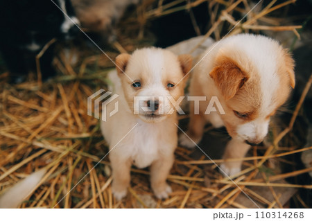 There are many puppies in the forest There are many puppies in the forest 110314268