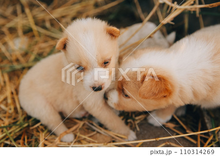 There are many puppies in the forest There are many puppies in the forest 110314269