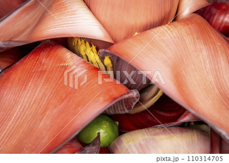 THAILAND AMPHAWA BANANA FLOWER 110314705