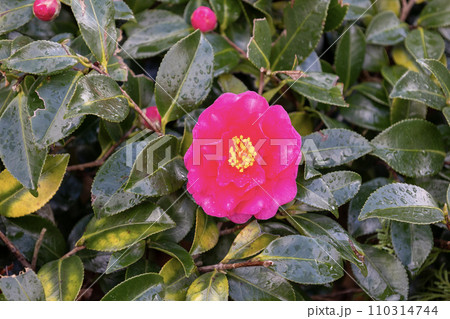 濃いピンク色のサザンカの花 110314744