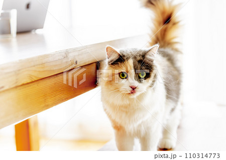 家の中を自由に行動する猫（猫・飼い主） 110314773