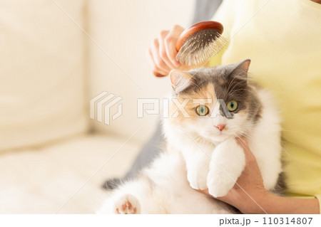 猫のブラッシングをする女性(猫・飼い主) 猫のブラッシングをする女性(猫・飼い主) 110314807