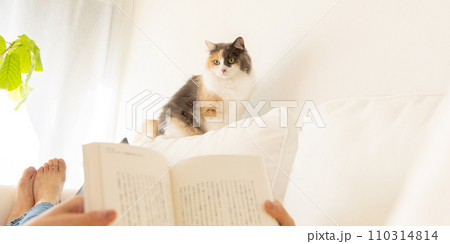 猫の居る暮らし ソファーで寝そべって読書する女性の上を歩く猫(猫・飼い主) 猫の居る暮らし ソファーで寝そべって読書する女性の上を歩く猫(猫・飼い主) 110314814